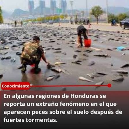 Peces regados en las calles de Yoro tras la tormenta